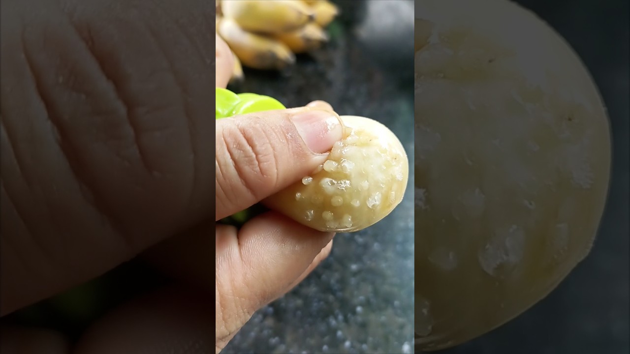 Baby Fruits Feeder 🧑‍🍼