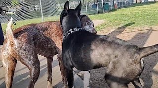 American Bully Husky Gets Checked At Dog Park & Painful Slap by Bodhi's World 800 views 3 days ago 10 minutes, 24 seconds