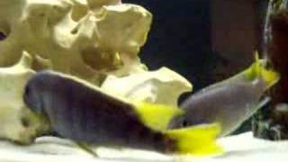 ACEI Chiclid Spawning