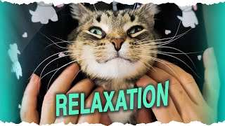 Two minutes of Cat Relaxation