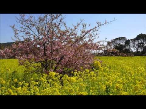 キャベゾウ・かいくんのきらり☆渥美半島ゆるさんぽ　菜の花編