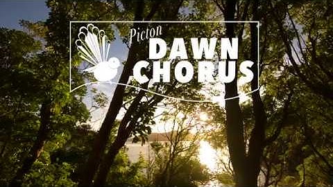 Picton Dawn Chorus Film