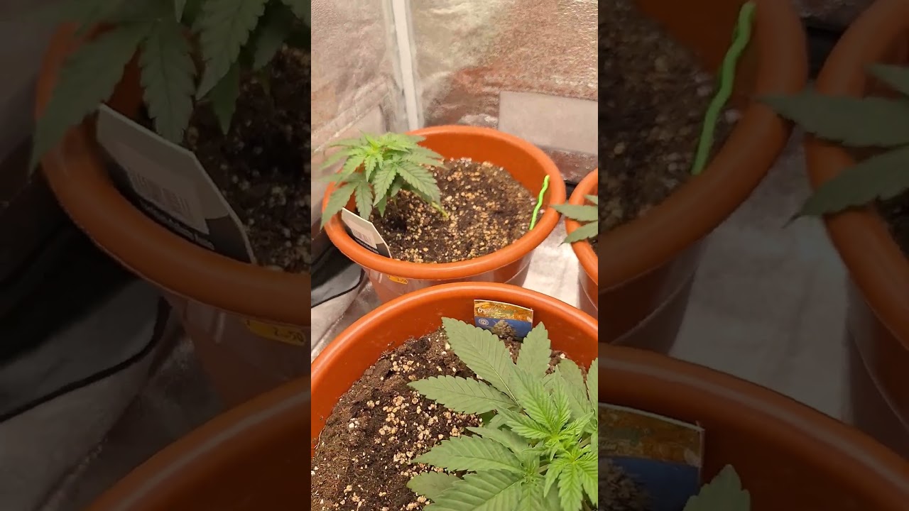 Gelato Mint Auto - Cookies Gelato Auto - Cristal Candy Auto. 21 dias desde a germinação