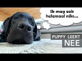 Puppy het nee commando leren - Kip aflevering 14