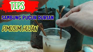 Tips Sambung Pucuk Durian Di musim Hujan