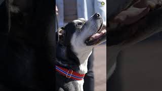 Nathan - Unconditional Pawtner Program by Unconditional Rescue 33 views 1 year ago 1 minute, 30 seconds