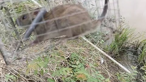 Kết quả một đêm bẫy chuột đường mòng@Long-SB-vlog 