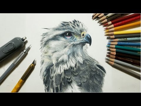 色鉛筆画 鷹を描いてみた リアルな絵 Realistic Colored Pencil Drawing Of A Hawk Youtube