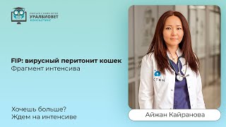 Фрагмент интенсива “FIP: вирусный перитонит кошек”, лектор Айжан Кайранова