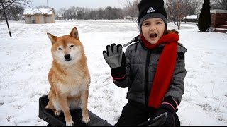 Shiba Inu goes sledding