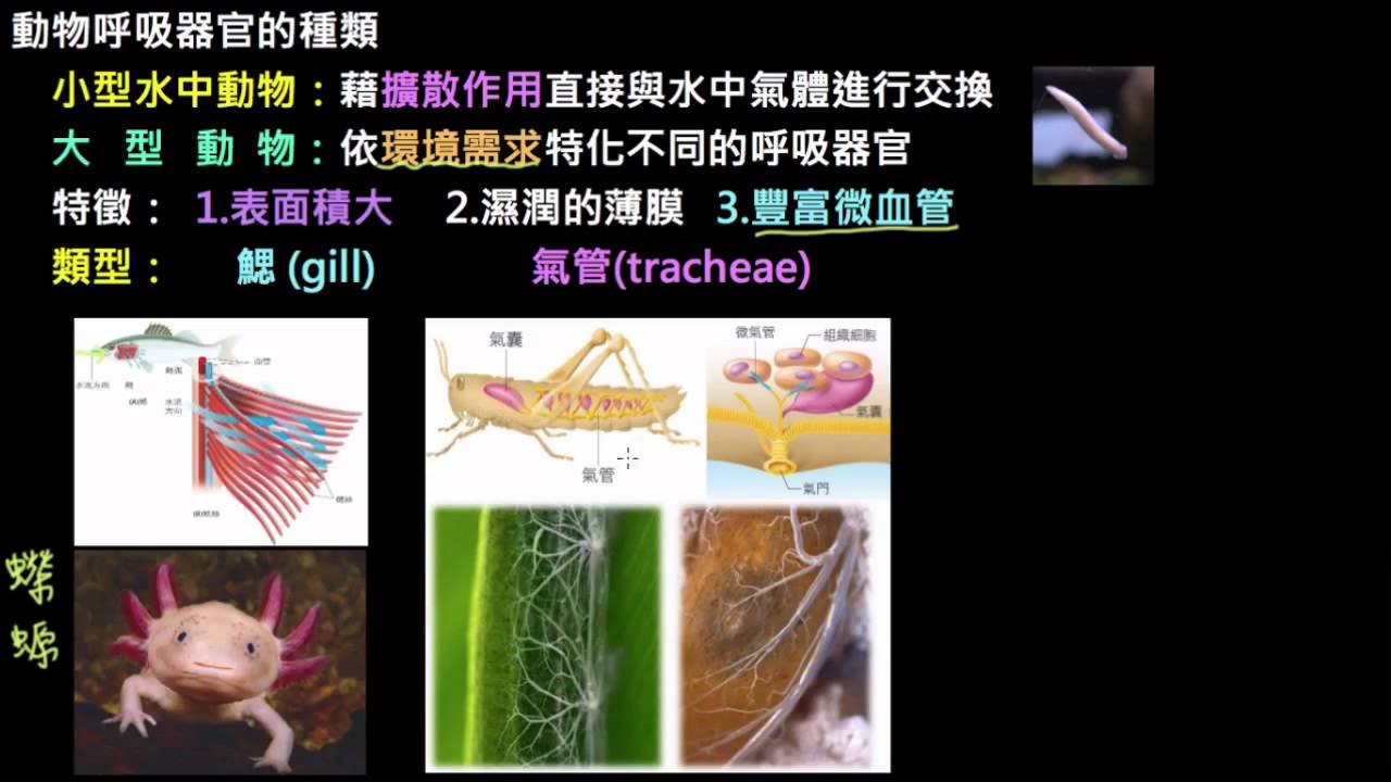 動物的呼吸器官 Youtube