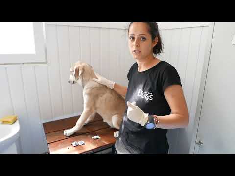 Video: Gamavit Pentru Câini: Metodă De Aplicare