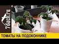 🍅 Выращивание томатов на подоконнике: посев, подкормка, пересаживание - 7 дач