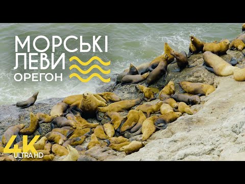 Печери Морських Левів на узбережжі Орегона - Документальний фільм про тварин - Природа Америки 4K