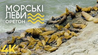 Печери Морських Левів на узбережжі Орегона - Документальний фільм про тварин - Природа Америки 4K