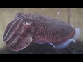 コウイカ飼育☆水中撮影怒ってます!(Sepia esculenta)