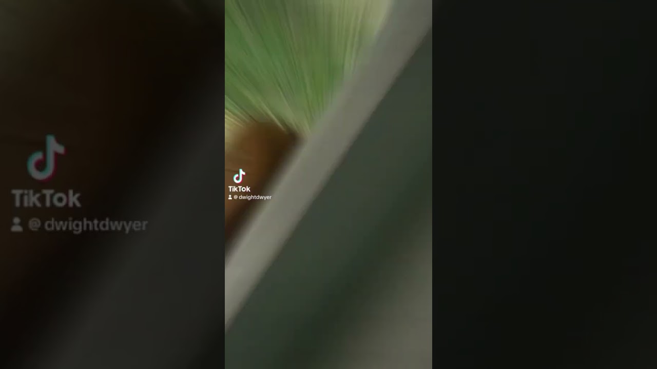 Raccoon and Kitten Funny Recap