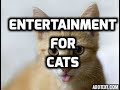 Videos For Cats to Watch | Best Videos For Cats
