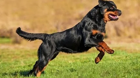 ¿Por qué se amputan las colas de los Rottweiler?