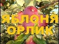 ЯБЛОНЯ РАН. ЗИМНЯЯ  СОРТ ОРЛИК (РОССИЯ) Е. Н. Седов ВНИИСПК