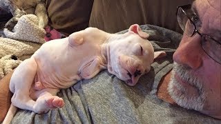 Puppy Born Without Front Legs Defies The Odds, Makes His New Family So Happy