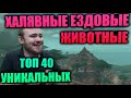 ТОП 40+ ХАЛЯВНЫХ КРАСИВЫХ И УНИКАЛЬНЫХ МАУНТОВ ИЗ РЕЙДОВ И ПОДЗЕМЕЛИЙ, СТАРОГО И НОВОГО КОНТЕНТА WOW