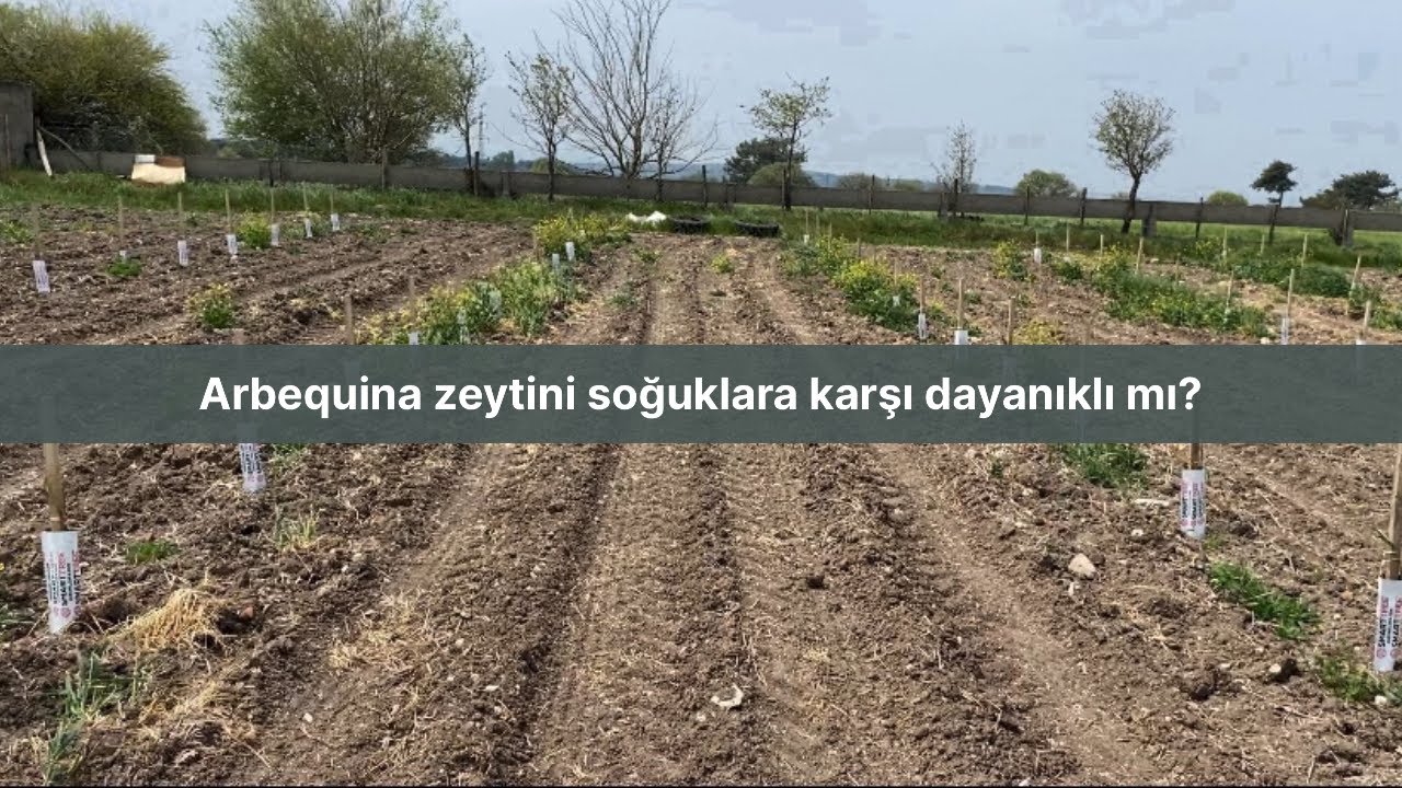 İspanyol Arbequina zeytin çeşidi soğuklara karşı dayanıklı mı? #arbequina #zeytin