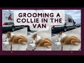 Deshedding a collie in the van