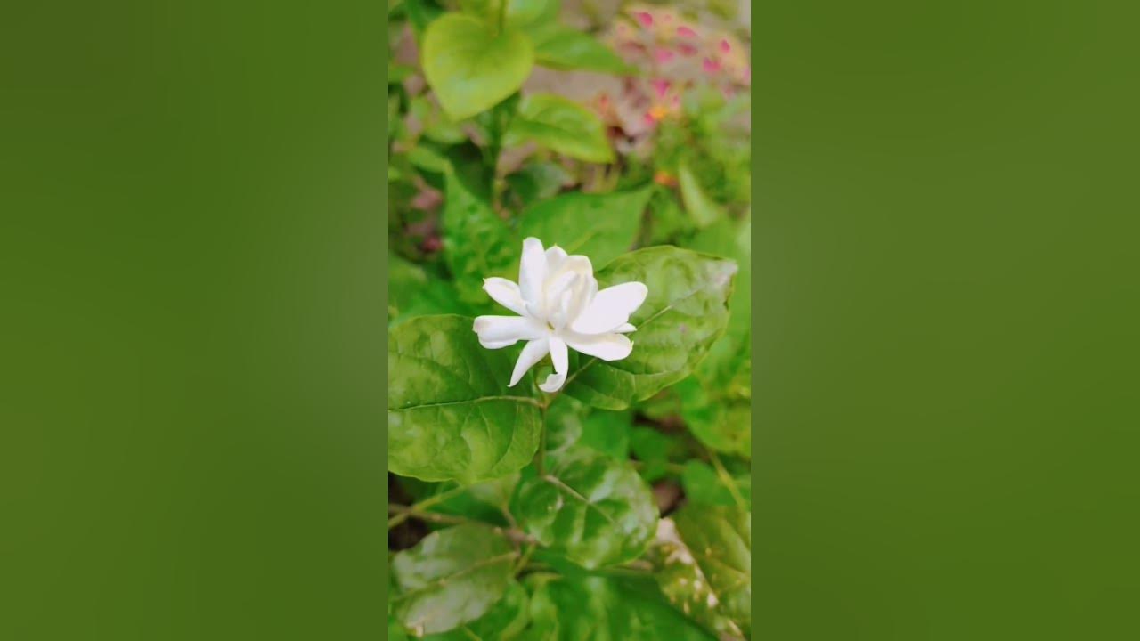 বেলি ফুল - YouTube