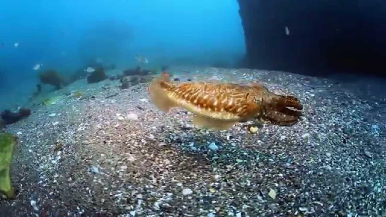 Merwitch surfaces from foaming sea, starfish adorning her flowing