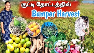 ரோஜா முதல் திராட்சை வரை Bumper Harvest ||First Harvest in our channel organic veggies harvest tamil