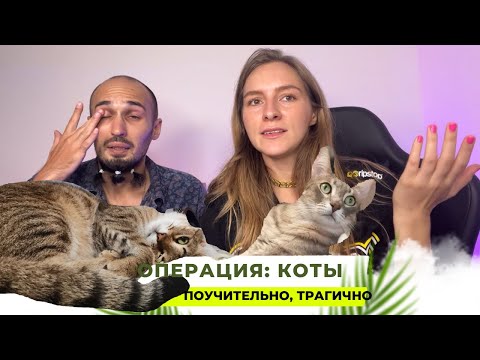 Осторожно, ветеринары! Сложности с вывозом животных при переезде и подготовке к полету.