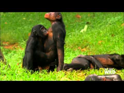 Wideo: Sensacja: Szympansy W Afryce Wymyśliły Jakiegoś Boga I Modlą Się Do Niego - Alternatywny Widok