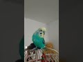 #roblox #роблокс #birds #parrot #pets #chinesedancer