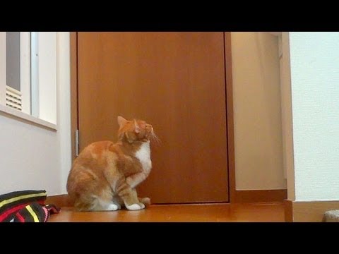 トイレについてくる猫 The Cat Follow Me Even The Lavatory Youtube