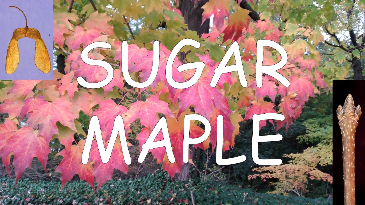 3 Ways to Identify Sugar Maple Trees - wikiHow