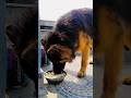 Egg Fried Rice and German Shepherd #animal #dog #cute #daily #wildanimals