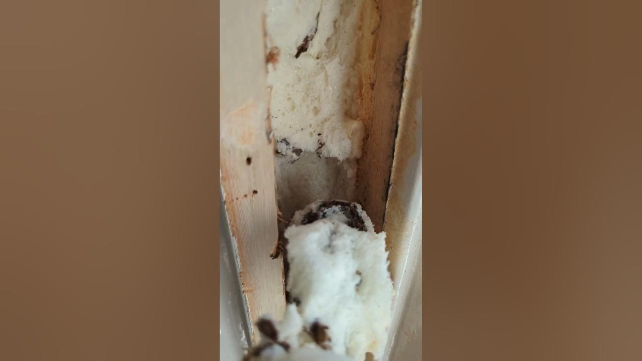 Quick tip to remove expanding foam filled sash window repair YouTube