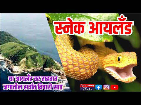 स्नेक आयलॅड ! या स्नेक आयलँडवर सर्वाधिक विषारी सापाचे वास्तव्य !  #snakeisland #hiwaraashram