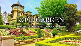 4K ASMR AMAZING BEAUTIFUL ROSE GARDEN Ambience Nature Sounds for Sleep,Study,Relaxation Japan screenshot 3