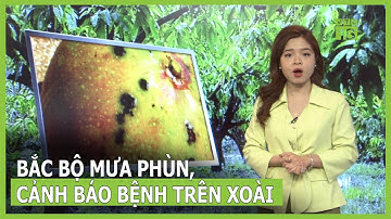 Thời tiết nông vụ 28/2: Bắc bộ mưa phùn, cảnh báo bệnh trên cây xoài | VTC16