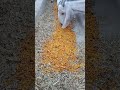 Nimko Snack for Goats