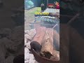Umu prep