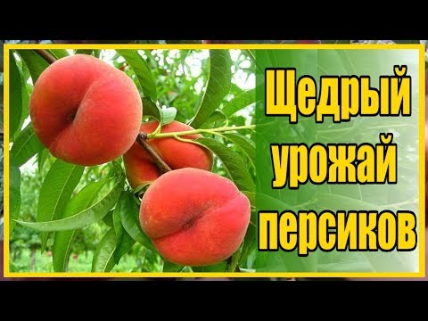 ХОЧЕШЬ БЫТЬ С ПЕРСИКАМИ ДЕЛАЙ ТАК! / ВЫРАЩИВАНИЕ ПЕРСИКОВ В СУРОВОМ КЛИМАТЕ