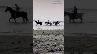 سياحة بحر horse كشتة اضحك الخليج عيش_جوك horses الحياة_حلوة ?وناسه اسطبل النسيب خواطر ?