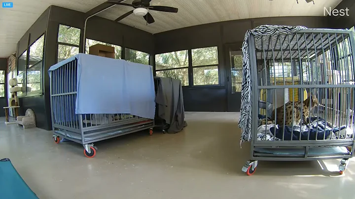 Video 10183971: serval, big cat rescue