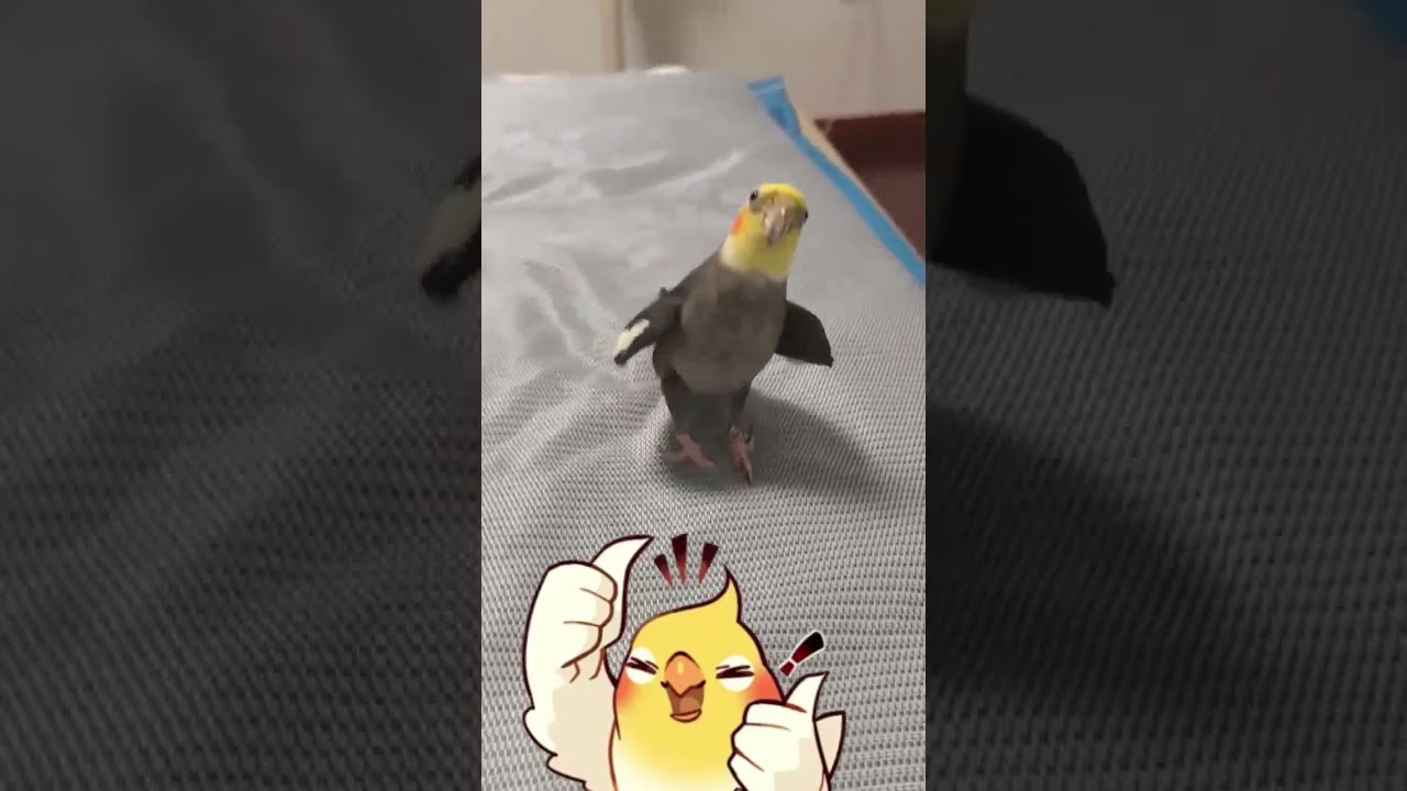 V Peekaboo Cockatiel Cute Falkmaniaid Birdsinging Birds Birdsounds
