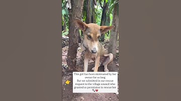 please consider donating to our PayPal link in bio on our Instagram page for support #donordash