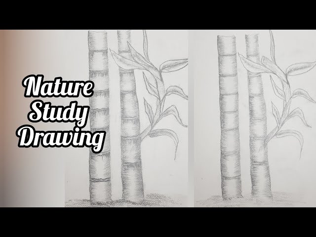bird nature study drawing - Clip Art Library