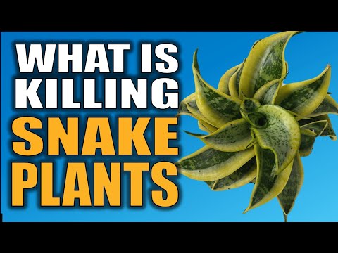 Stop Killing Your Snake Plant